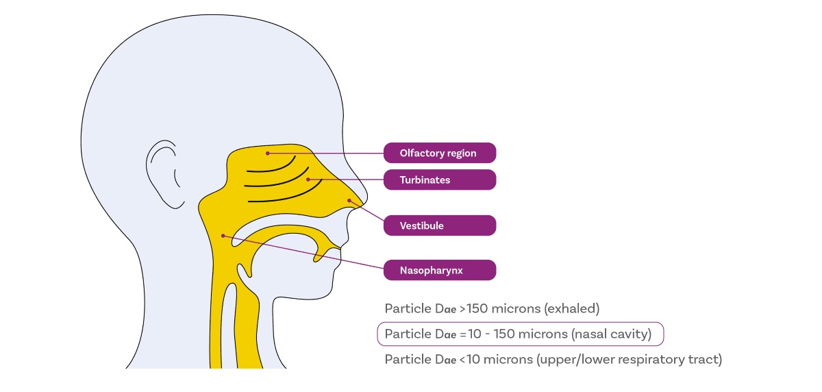 An illustration demonstrating the intricate structure of the nasal cavity for intranasal drug delivery, emphasising the distribution of particles of varying sizes across different sections of the nose. This visualisation illustrates how particles of different sizes are selectively deposited in specific regions of the nasal cavity, facilitating targeted drug delivery. Cascade impaction is employed to quantify the mass of the drug.