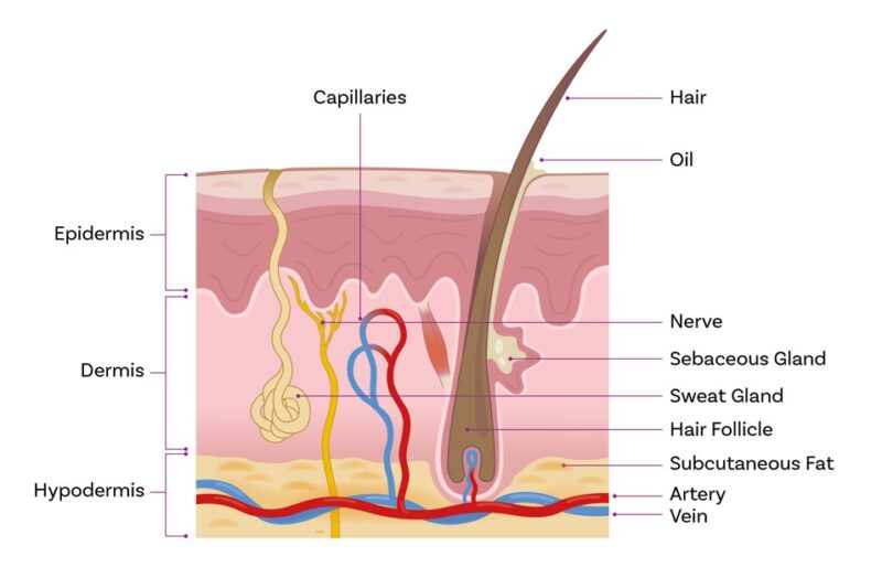 Subcutaneous Layer